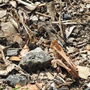 Gastrimargus musicus at Paddys River, ACT - 7 Jan 2019 04:21 PM