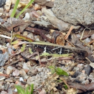 Gastrimargus musicus at Paddys River, ACT - 7 Jan 2019 04:21 PM