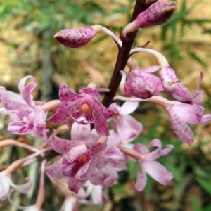 Dipodium roseum at Paddys River, ACT - 7 Jan 2019