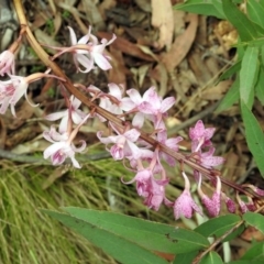 Dipodium roseum at Paddys River, ACT - 7 Jan 2019