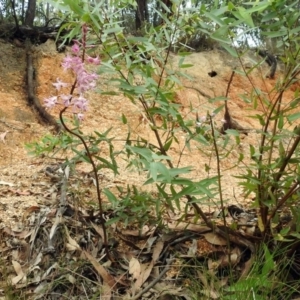 Dipodium roseum at Paddys River, ACT - suppressed