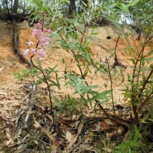Dipodium roseum at Paddys River, ACT - 7 Jan 2019
