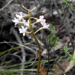 Dipodium roseum at Paddys River, ACT - 7 Jan 2019