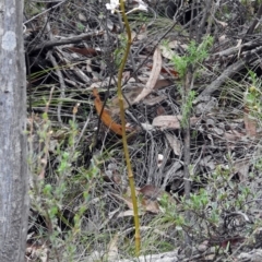 Dipodium roseum at Paddys River, ACT - suppressed