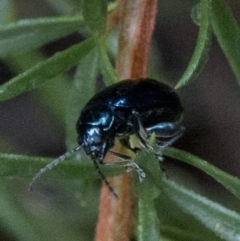 Altica sp. (genus) (Flea beetle) at Paddys River, ACT - 8 Jan 2019 by JudithRoach