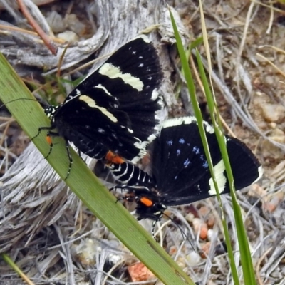 Idalima affinis (A day flying moth) at Tidbinbilla Nature Reserve - 7 Jan 2019 by RodDeb