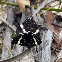Idalima affinis at Paddys River, ACT - 7 Jan 2019