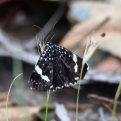 Idalima affinis at Paddys River, ACT - 7 Jan 2019