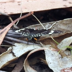 Idalima affinis at Paddys River, ACT - 7 Jan 2019 11:26 AM