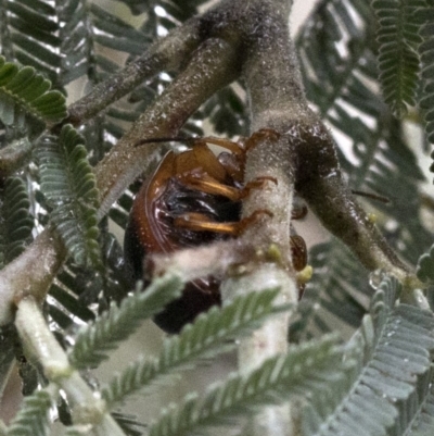 Dicranosterna immaculata (Acacia leaf beetle) at Tidbinbilla Nature Reserve - 7 Jan 2019 by JudithRoach