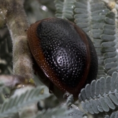 Dicranosterna immaculata at Paddys River, ACT - 8 Jan 2019 08:34 AM