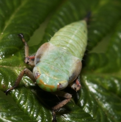 Cicadellidae (family) (Unidentified leafhopper) at Tidbinbilla Nature Reserve - 7 Jan 2019 by JudithRoach