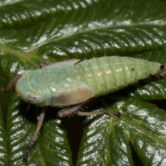 Cicadellidae (family) at Paddys River, ACT - 8 Jan 2019