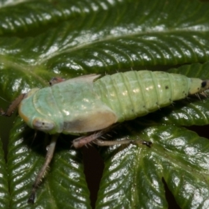 Cicadellidae (family) at Paddys River, ACT - 8 Jan 2019 08:31 AM