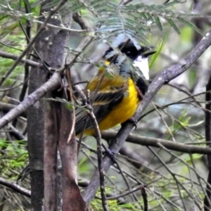 Pachycephala pectoralis at Paddys River, ACT - 7 Jan 2019