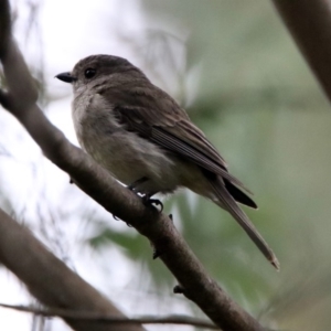 Pachycephala pectoralis at Paddys River, ACT - 7 Jan 2019