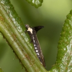 Ceraon sp. (genus) at Paddys River, ACT - 8 Jan 2019