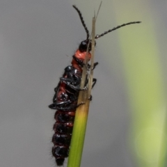 Carphurus sp. (genus) (Soft-winged flower beetle) at Tidbinbilla Nature Reserve - 7 Jan 2019 by JudithRoach