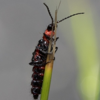 Carphurus sp. (genus) (Soft-winged flower beetle) at Paddys River, ACT - 7 Jan 2019 by JudithRoach
