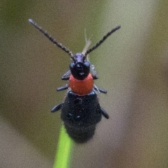 Carphurus sp. (genus) at Paddys River, ACT - 8 Jan 2019 08:21 AM