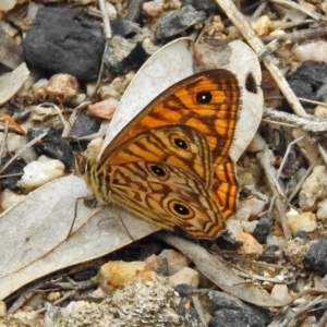 Geitoneura acantha at Paddys River, ACT - 7 Jan 2019