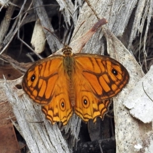 Geitoneura acantha at Paddys River, ACT - 7 Jan 2019