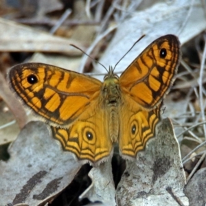 Geitoneura acantha at Paddys River, ACT - 7 Jan 2019