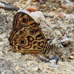 Geitoneura acantha at Paddys River, ACT - 7 Jan 2019