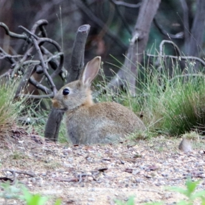 Oryctolagus cuniculus (European Rabbit) at Tidbinbilla Nature Reserve - 7 Jan 2019 by RodDeb