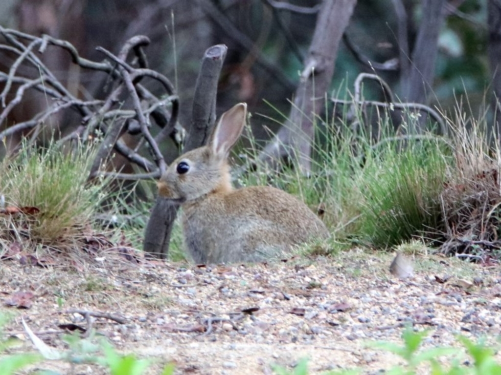 Oryctolagus cuniculus at Paddys River, ACT - 7 Jan 2019