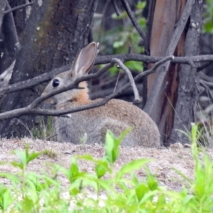 Oryctolagus cuniculus at Paddys River, ACT - 7 Jan 2019