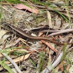Eulamprus heatwolei (Yellow-bellied Water Skink) at Paddys River, ACT - 7 Jan 2019 by RodDeb