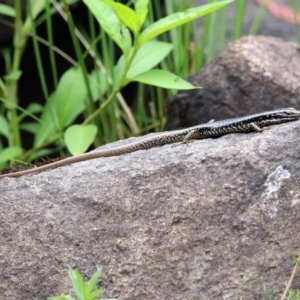 Eulamprus heatwolei at Paddys River, ACT - 7 Jan 2019 03:09 PM