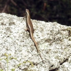 Eulamprus heatwolei at Paddys River, ACT - 7 Jan 2019 03:09 PM