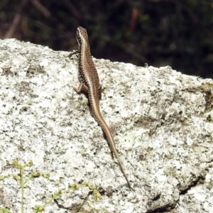 Eulamprus heatwolei at Paddys River, ACT - 7 Jan 2019