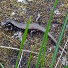 Eulamprus heatwolei at Paddys River, ACT - 7 Jan 2019 03:09 PM