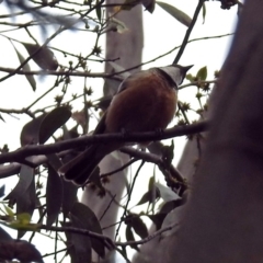 Pachycephala rufiventris (Rufous Whistler) at Tidbinbilla Nature Reserve - 7 Jan 2019 by RodDeb