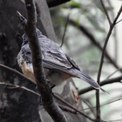 Pachycephala rufiventris at Paddys River, ACT - 7 Jan 2019 03:11 PM