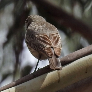 Pachycephala rufiventris at Paddys River, ACT - 7 Jan 2019 03:11 PM