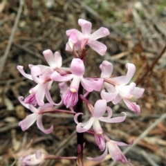 Dipodium roseum (Rosy Hyacinth Orchid) at Tidbinbilla Nature Reserve - 7 Jan 2019 by RodDeb