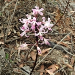 Dipodium roseum at Paddys River, ACT - 7 Jan 2019