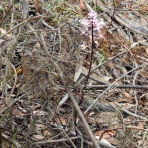 Dipodium roseum at Paddys River, ACT - 7 Jan 2019