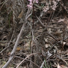 Dipodium roseum at Paddys River, ACT - 7 Jan 2019