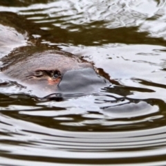 Ornithorhynchus anatinus (Platypus) at Paddys River, ACT - 7 Jan 2019 by RodDeb