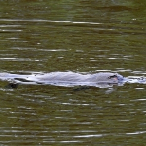 Ornithorhynchus anatinus at Paddys River, ACT - 7 Jan 2019