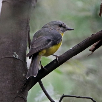 Eopsaltria australis (Eastern Yellow Robin) at Tidbinbilla Nature Reserve - 7 Jan 2019 by RodDeb