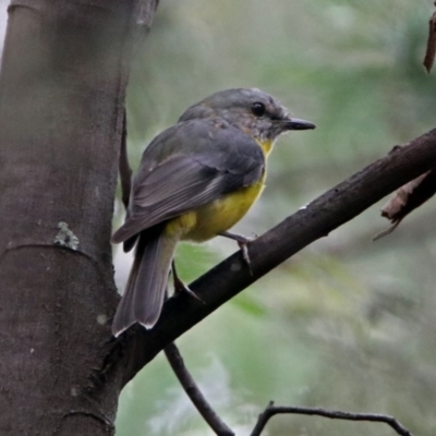 Eopsaltria australis (Eastern Yellow Robin) at Paddys River, ACT - 7 Jan 2019 by RodDeb