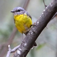 Eopsaltria australis at Paddys River, ACT - 7 Jan 2019 02:14 PM