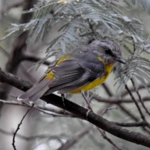 Eopsaltria australis at Paddys River, ACT - 7 Jan 2019