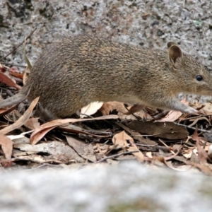 Isoodon obesulus obesulus at Paddys River, ACT - 7 Jan 2019